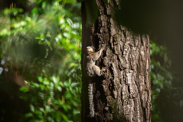 Fototapeta premium Um sagui empoleirado, subindo no tronco rugoso de uma árvore no bosque.