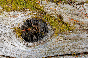 An abstract image of a large unique tree knot surrounded by fine green moss. 
