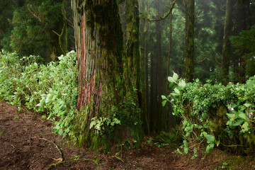 Fototapeta premium Forest path surrounded by green shrubs, São Miguel Island