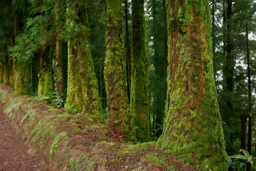 Obraz premium Forest trail winding through tall trees, São Miguel Island