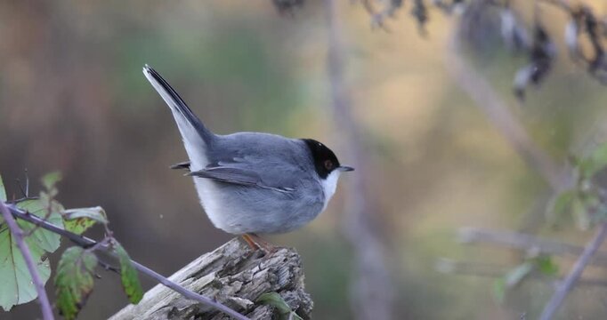Male Sardinian Warbler (Curruca melanocephala) on a log in a bramble bush looking around.
