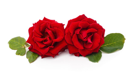 Fototapeta premium Two beautiful red roses with green leaves isolated on a white background.