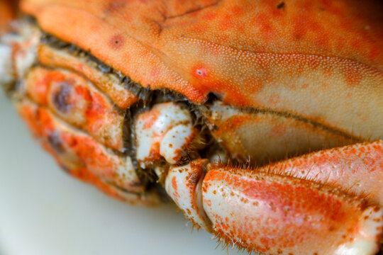 Front view of whole cooked spider crab shell The Concept of Seafood Feast