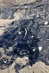 Oozing Tar at the Carpinteria Tar Pits