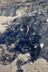 Tar Pits with Driftwood and Rocks on a Beach