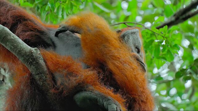 Orang utan on tree