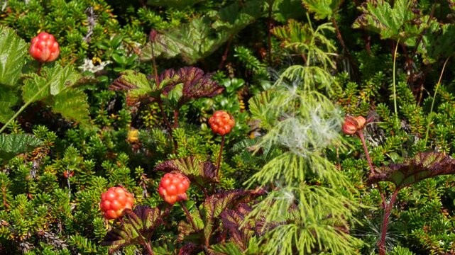 Red-orange cloudberry fruits tremble in the wind in the Lapland tundra on a summer day.