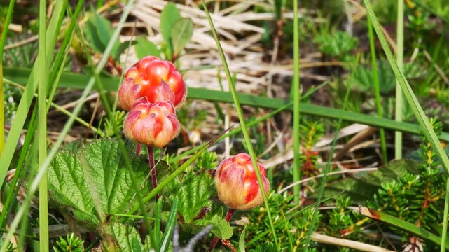 Red-orange cloudberry fruits tremble in the wind in the Lapland tundra on a summer day.