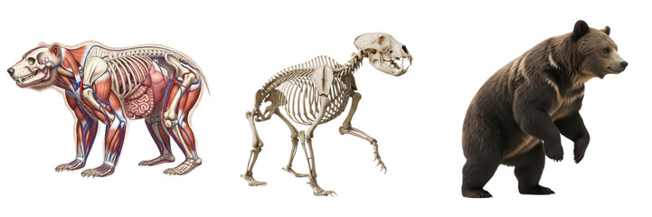 Fototapeta premium Isolated Sun Bear Anatomy Set with Skeleton, Internal Organs and Realistic Sun Bear – Transparent Background PNG