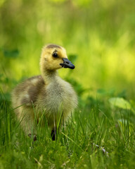 Obraz premium Young Canada goose exploring the surrounding greenery