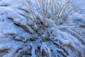 Deciduous shrub with bare branches, partially covered by snow on a cloudy winter day