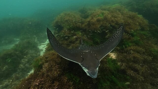 eagle ray, myliobatis, eagle ray fish, batoidea, cartilaginous fish, marine ray, ray feeding, reef algae, algae reef, feeding behavior, underwater, underwater video, lagoon, coastal lagoon, byron bay,