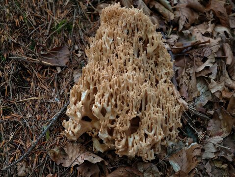forest floor cauliflower growth, intricate fungus resembling honeycomb on forest ground surface