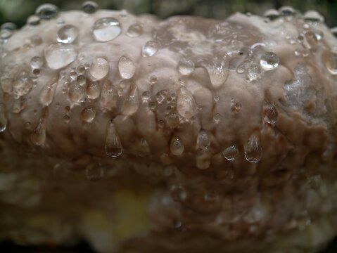 detailed shot of moist mushroom cap, macro photograph capturing water droplets on mushroom surface