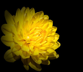 Vibrant Yellow Dahlia Flower on a Black Background