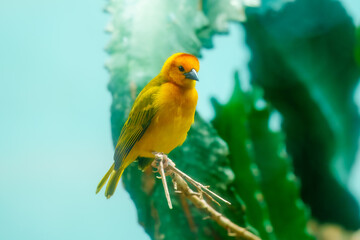 Close-up profile of a vibrant yellow Taveta Golden-Weaver Ploceus castaneiceps in its natural habitat.