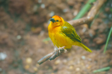 Close-up profile of a vibrant yellow Taveta Golden-Weaver Ploceus castaneiceps in its natural habitat.