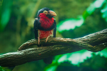 Vibrant Bearded Barbet (Lybius dubius) perched on a gnarled tree branch, showcasing its bright red plumage and powerful beak against a soft green foliage background.