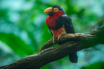 Fototapeta premium Vibrant Bearded Barbet (Lybius dubius) perched on a gnarled tree branch, showcasing its bright red plumage and powerful beak against a soft green foliage background.