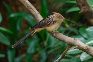 Obraz premium Guira Cuckoo (Guira guira). You can identify it by its distinctive shaggy, orange-buff crest, orange-yellow beak, and long, dark tail. It is a gregarious bird native to open habitats in South America.