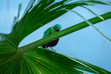 Emerald Starling (Lamprotornis iris). These West African birds are famous for their intense,...