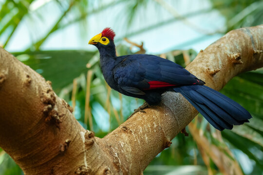 Ross's Turaco (Musophaga rossae), with deep purple plumage and a vibrant yellow beak perched on a thick tree branch in a lush tropical forest.