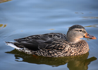 Terrific Capture of a Mallard Duck Swimming