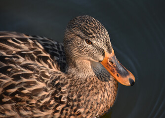 Female Duck with the Sun Glistening on His Feathers