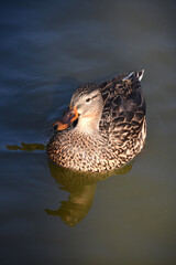 Female Mallard Duck Swimming in a Lake