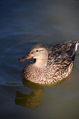 Mallard Duck with Sun Shining on the Feathers