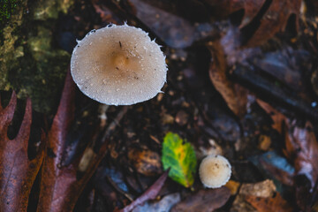 Mushrooms on Woodland Ground Covered with Dry Leaves. Natural Fungi in Forest Floor Close Up. Wild Mushrooms Among Dry Leaves on Forest Floor. Forest Mushrooms Growing in Autumn Leaves.