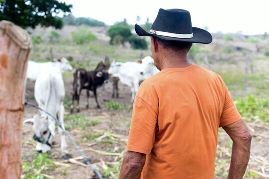 brazilian cowboy watching his cattle in the field, farmer with hat looking at herd in caatinga, rural scene with cattleman in semiarid region of brazil, vaqueiro in traditional hat observing livestock