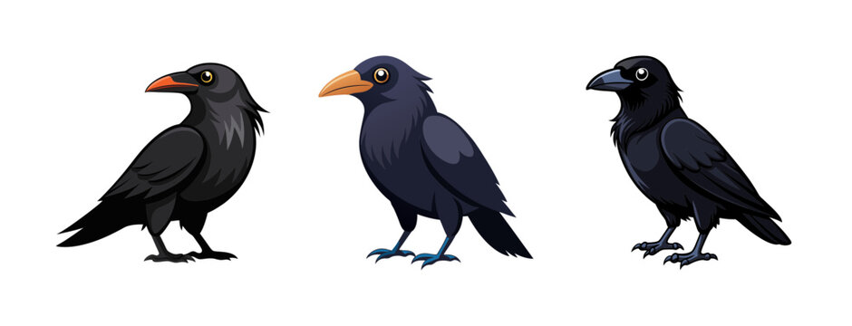 A vector graphic illustration of three black crows standing in different poses on a transparent background