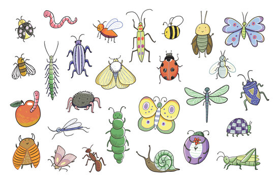 Funny bugs: warm, snail, bee, caterpillar, butterfly, ladybug vector hand drawn illustrations set.