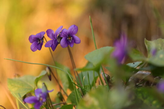fiore di viola mammola in primavera