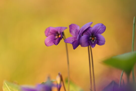 fiore di viola mammola in primavera