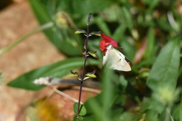 Schmetterlin am Nektar sammeln in Namibia © anni94