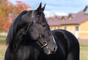Obraz premium Black Horse. Portrait. Head horse. Close-up. A thoroughbred horse of the Oryol Trotter breed. Harness racing. Trotting horse race
