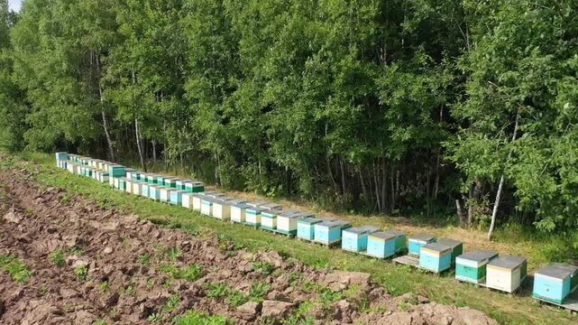 Low drone flight over apiary rows