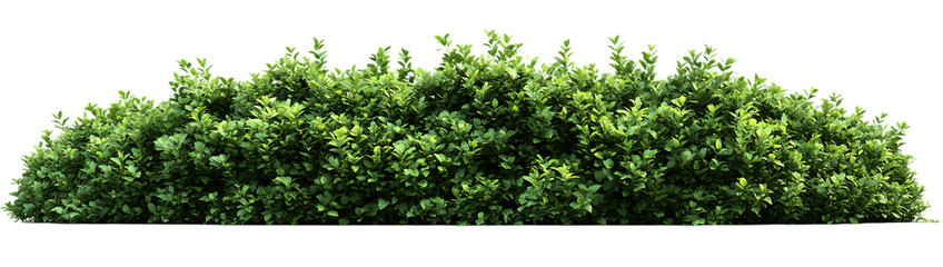 Obraz premium Photorealistic cutout of lush green bushes isolated on a transparent background plants