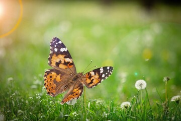 Obraz premium Beautiful butterfly on fresh spring flowers