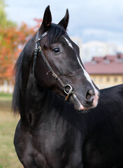 Obraz premium Black Horse. Portrait. Head horse. Close-up. A thoroughbred horse of the Oryol Trotter breed. Harness racing. Trotting horse race