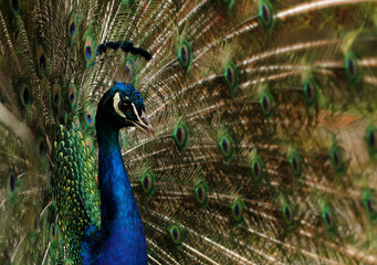 Obraz premium Close-up of majestic peacock with colorful and vibrant plumage 