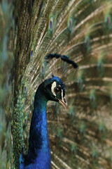 Obraz premium Close-up of majestic peacock with colorful plumage 