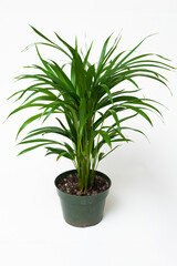Fototapeta premium Kentia palm in plastic pot against white background.
