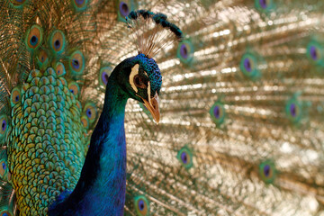 Obraz premium Close-up of majestic peacock with colorful and vibrant plumage 
