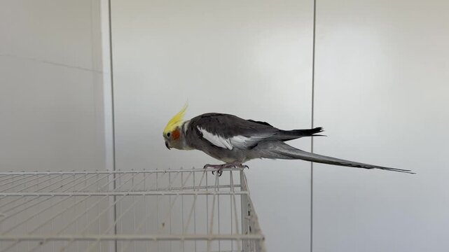 calopsite caminhando fora da gaiola 