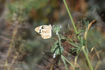 Schmetterlin am Nektar sammeln in Namibia © anni94
