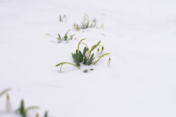 Snowdrops growing through white snow in winter