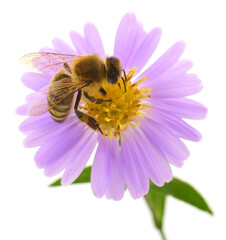 Honey bee on purple aster flower isolated on white background